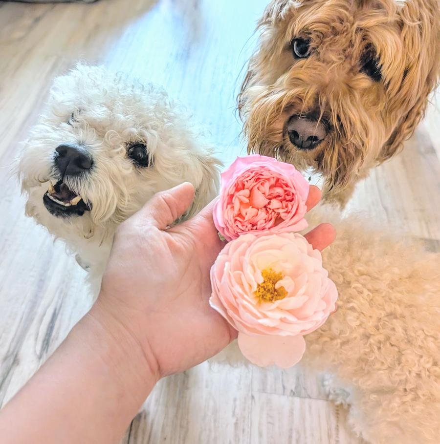 Sachi and Valo with English roses — two dogs and two blush pink garden roses