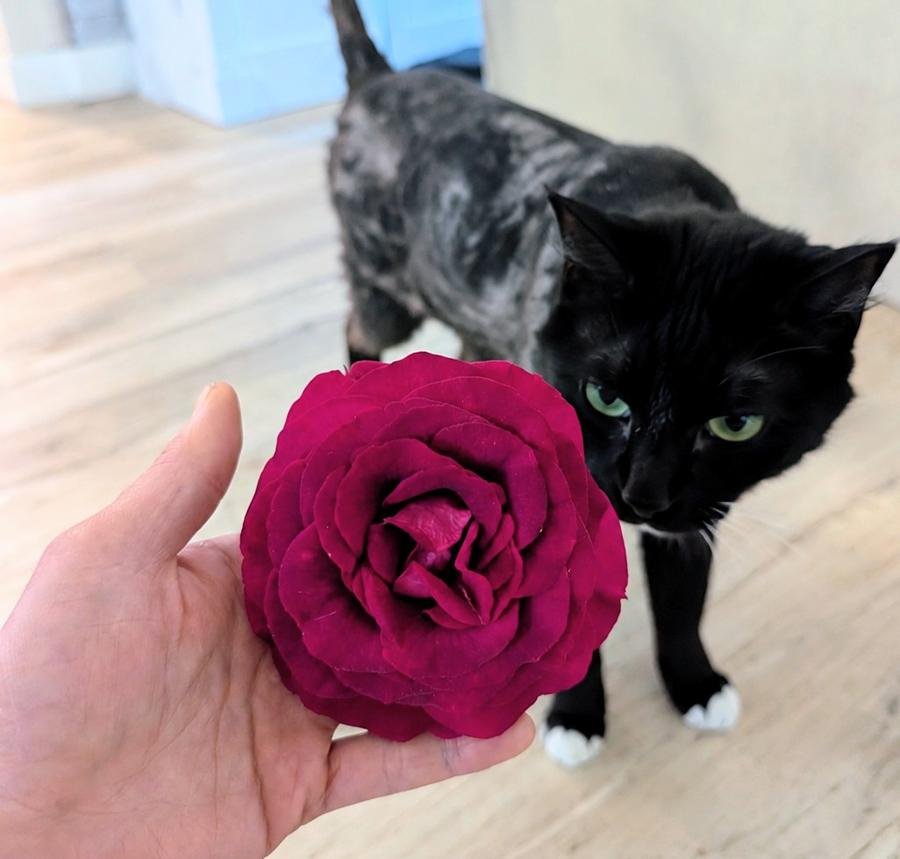 Stiletto deep magenta rose held in hand with Fynn the black cat