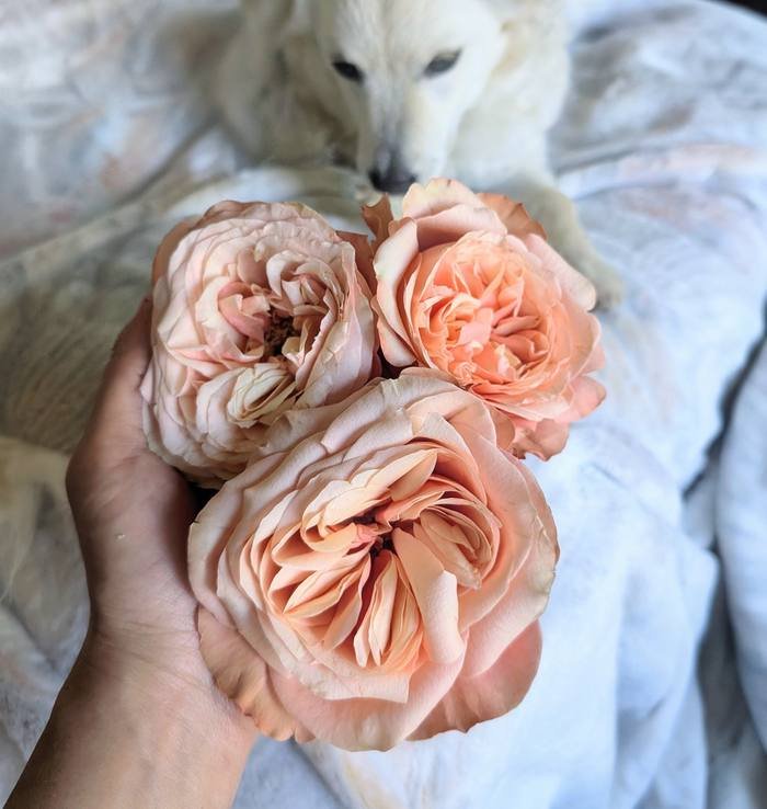 Sweet Catalina rose