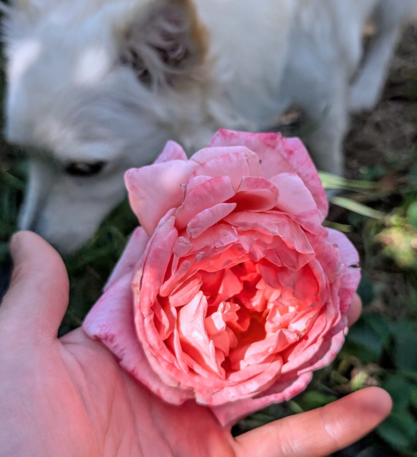 Sweet Mademoiselle blush pink rose held in hand with Kaori the white dog