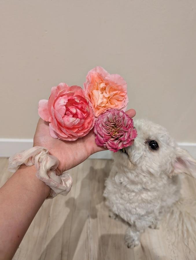 The Nature roses in hand with Valo the white dog