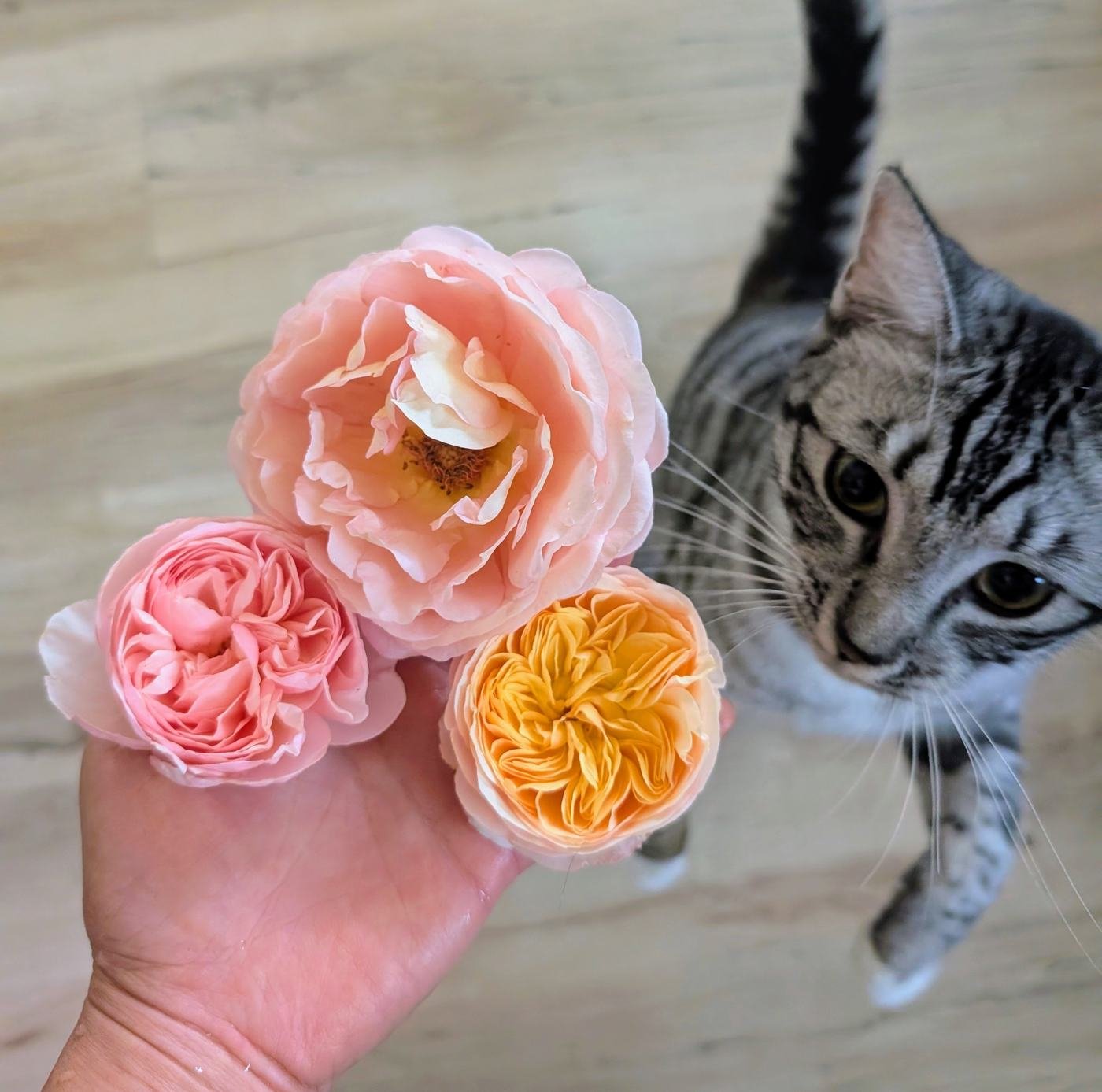 Three English roses — blush pink, deep pink, and apricot — held in hand with Lina the silver tabby cat