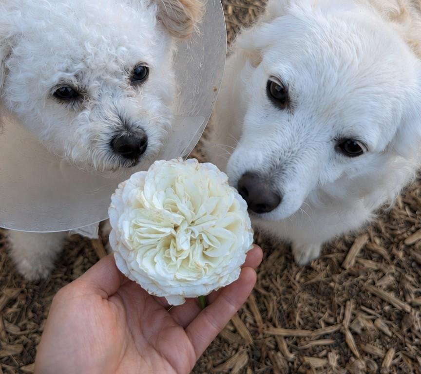 Tranquility rose with two white dogs Yuki and Valo