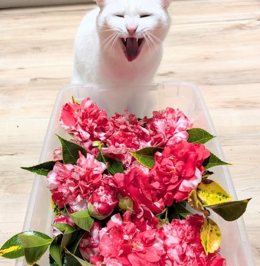 Variegated plants — a white cat with variegated camellias