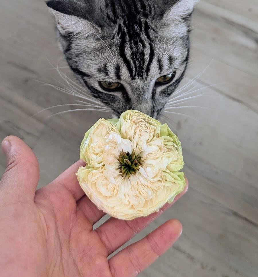 Whitby Abbey rose with silver tabby Lina