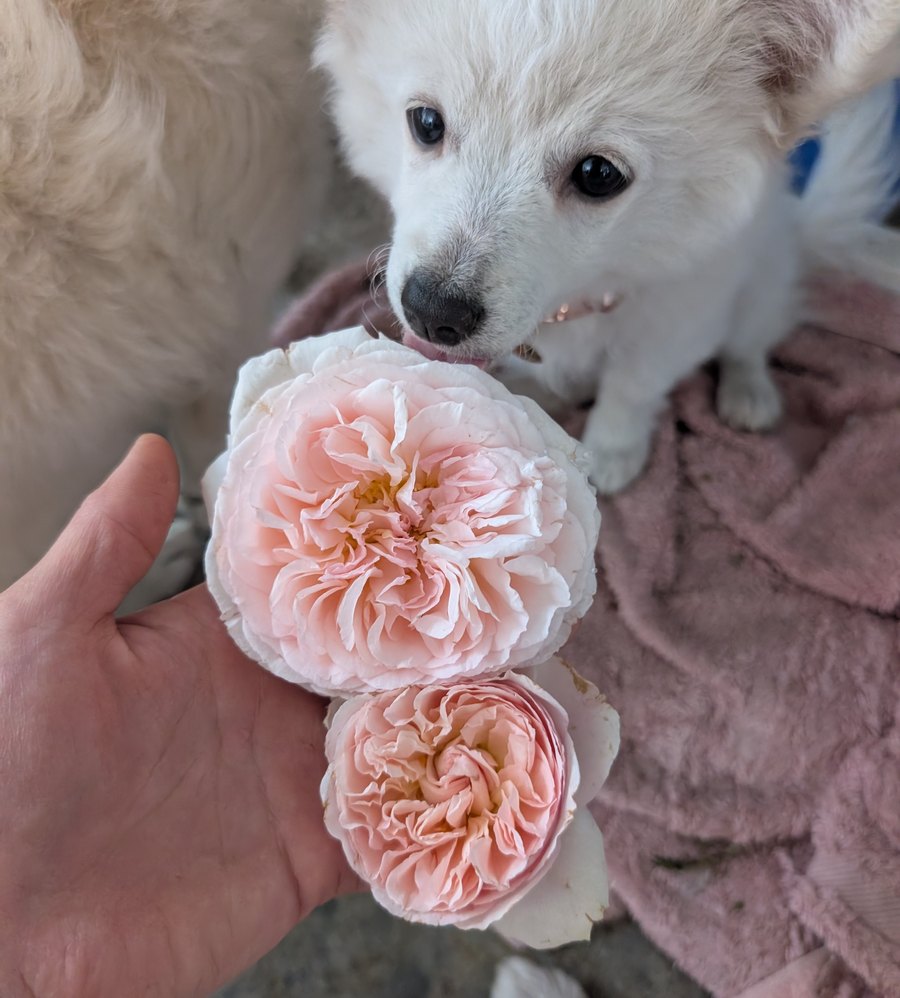 Wil Mor — two blush English roses held in hand with Muru, a white dog