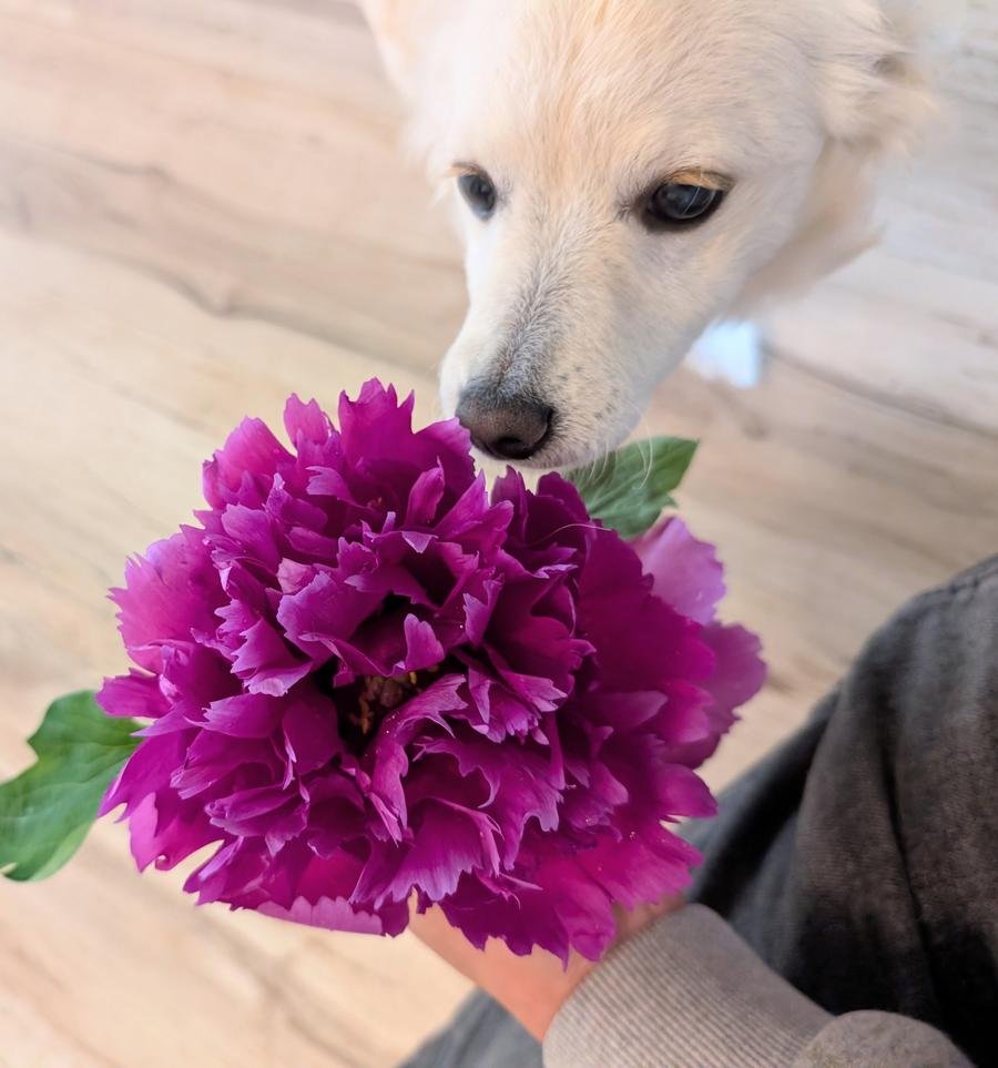 Zi Guan Yu Chi purple peony with white dog Kaori sniffing it