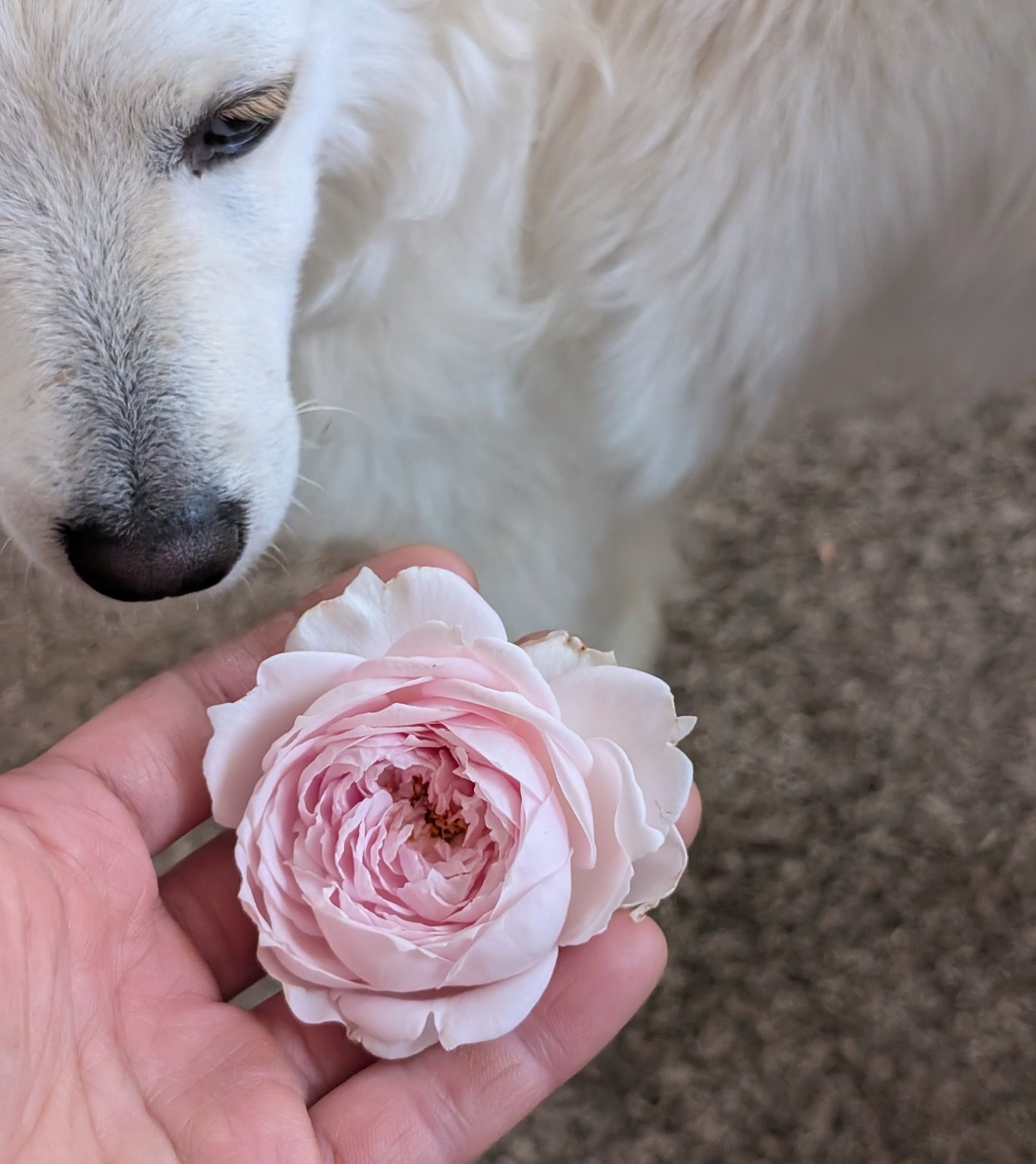 A pale blush rose held in hand with a white dog behind